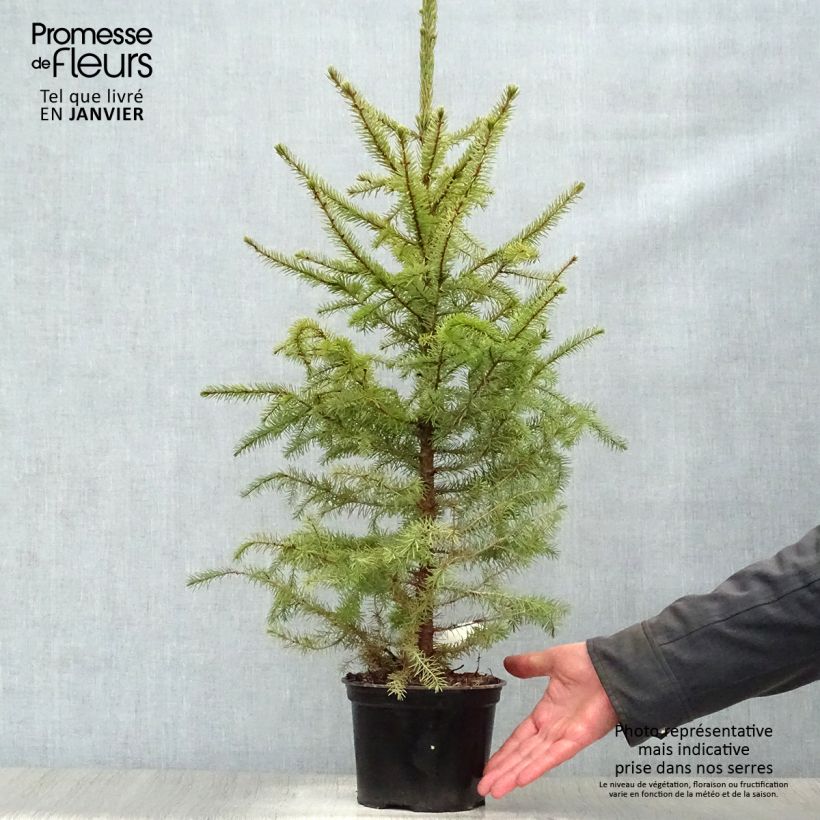 Épicéa de Serbie Nana - Picea omorika en pot de 2/3L esemplare consegnato in inverno