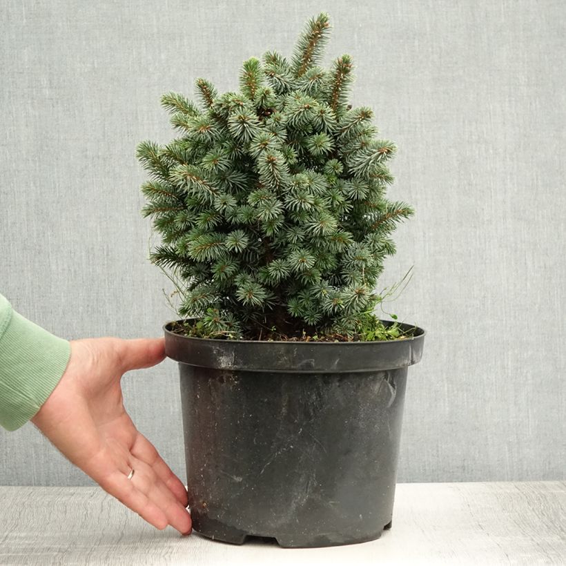 Esemplare di Épicéa de Sitka - Picea sitchensis Midget Pot de 4L/5L consegnato in estate