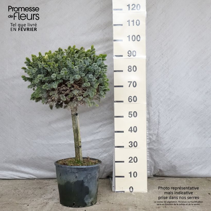 Épicéa de Sitka - Picea sitchensis Silberzwerg Pot de 12L/15L esemplare consegnato in inverno