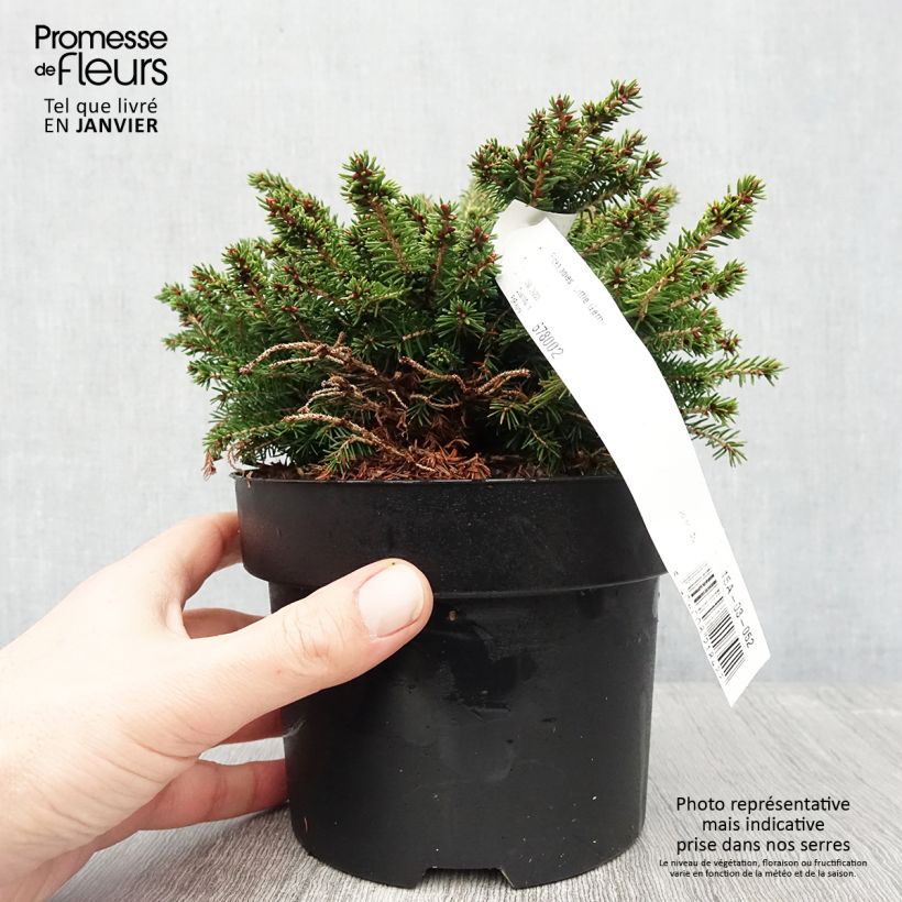 Épicéa nain - Picea abies Little Gem  2L/3L                       Pot de 2L/3L esemplare consegnato in inverno