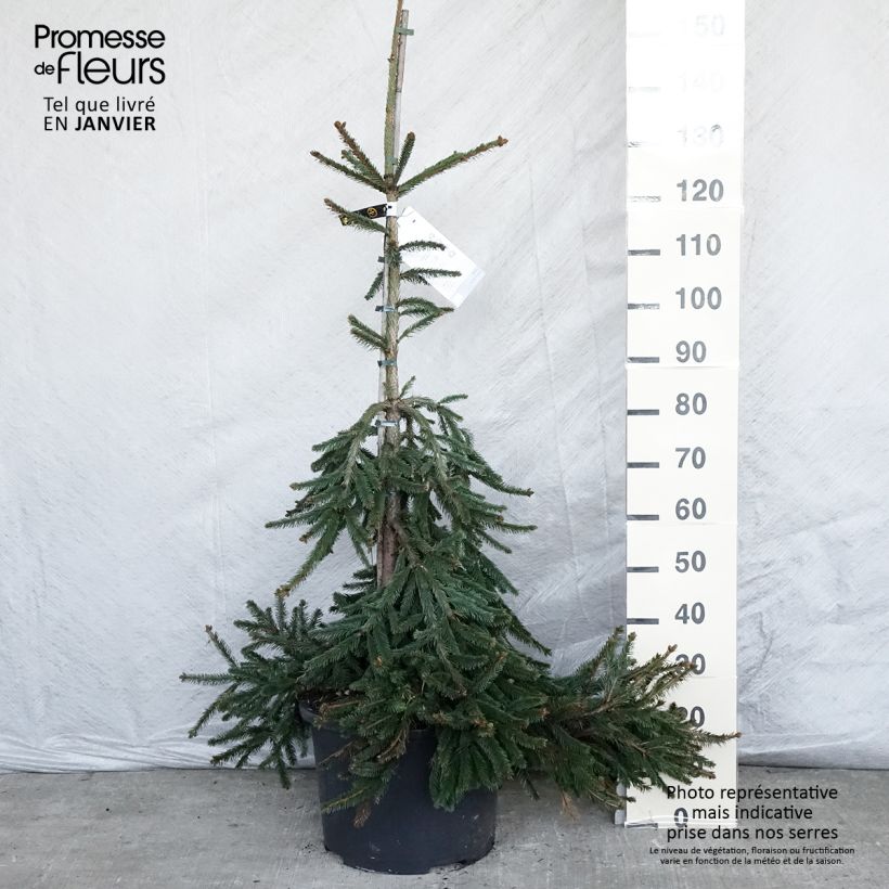 Épicéa pleureur - Picea abies Inversa Pot 12/15L esemplare consegnato in inverno