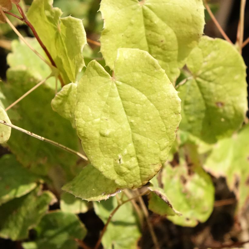 Epimedium Asiatic hybrids (Fogliame)