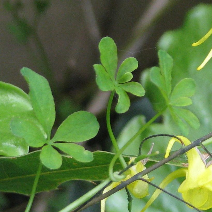 Epimedium davidii (Fogliame)