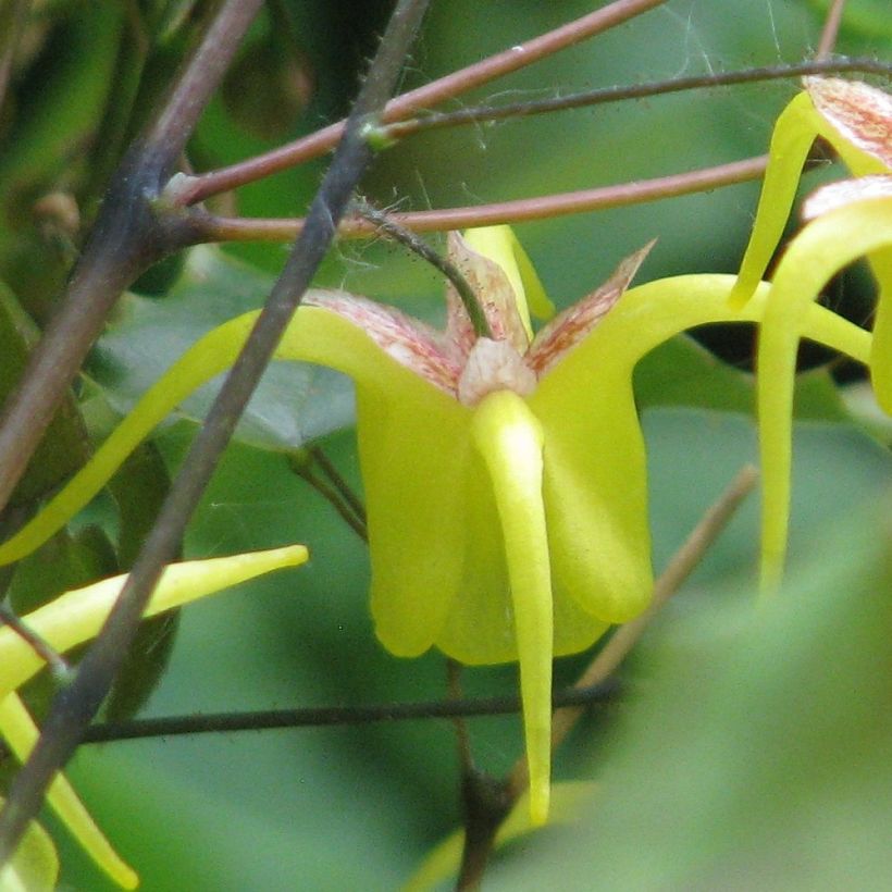 Epimedium davidii (Fioritura)