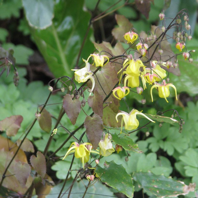 Epimedium davidii (Porto)