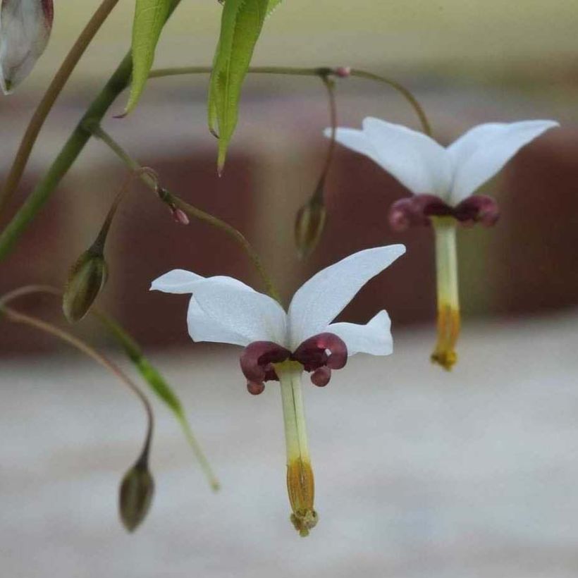 Epimedium dolichostemon (Fioritura)