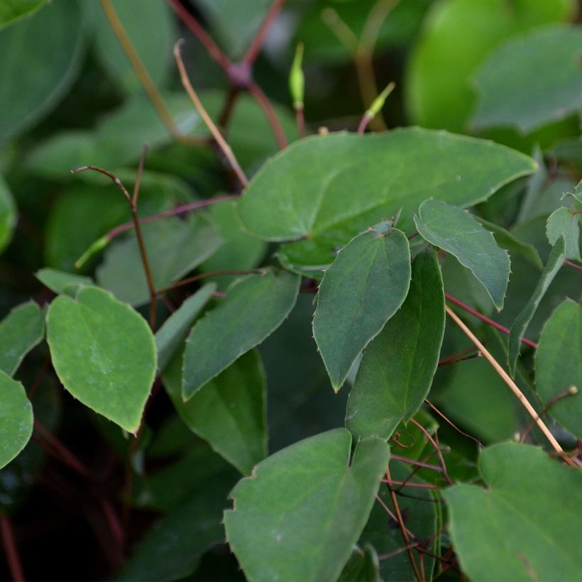 Epimedium grandiflorum (Fogliame)