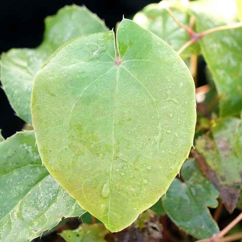 Epimedium grandiflorum Pretty in Pink (Fogliame)