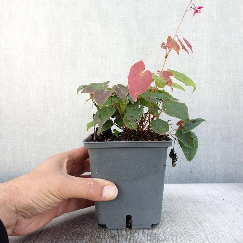 Esemplare di Epimedium hybride Pretty in Pink - Fleur des Elfes - Pot de 1L/1,5L come consegnato in autunno