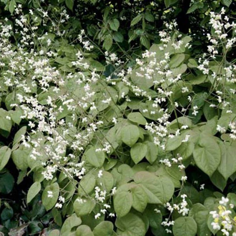 Epimedium pubigerum (Porto)