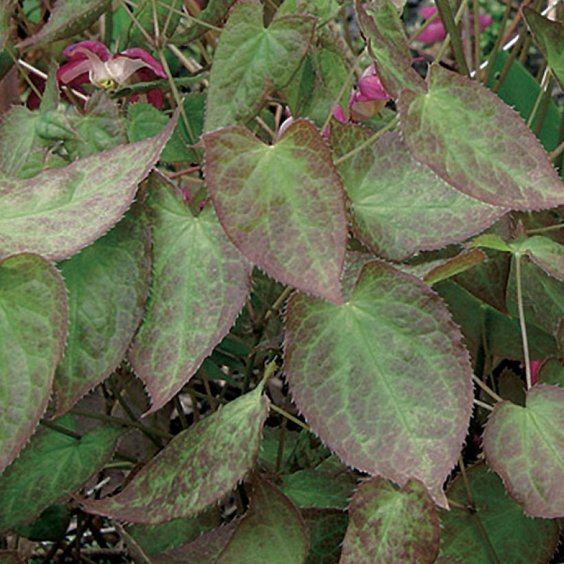 Epimedium rubrum (Fogliame)