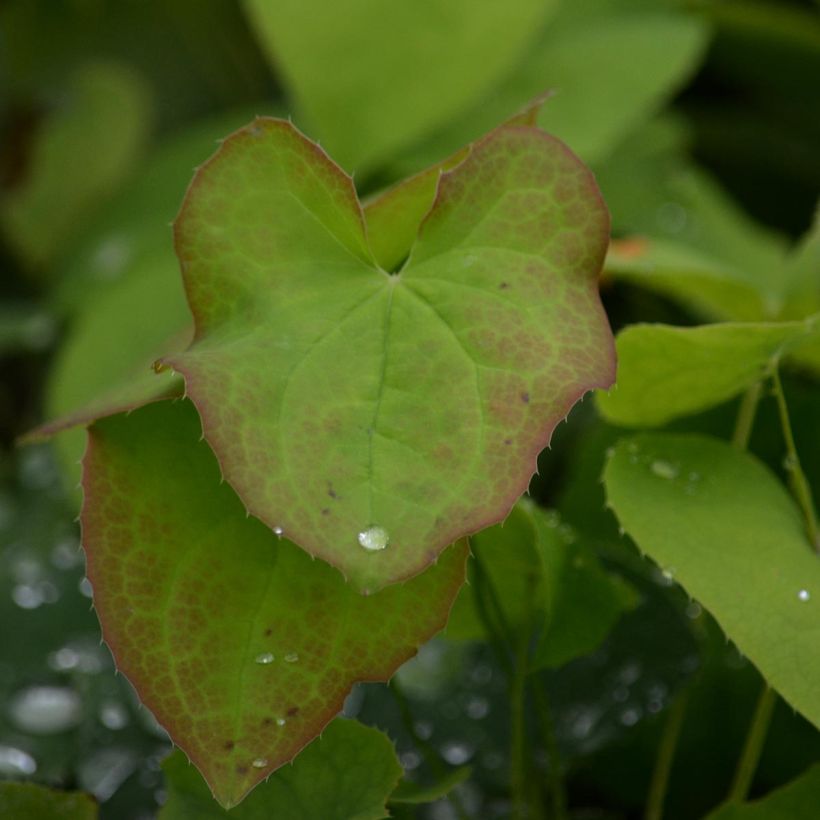 Epimedium warleyense (Fogliame)