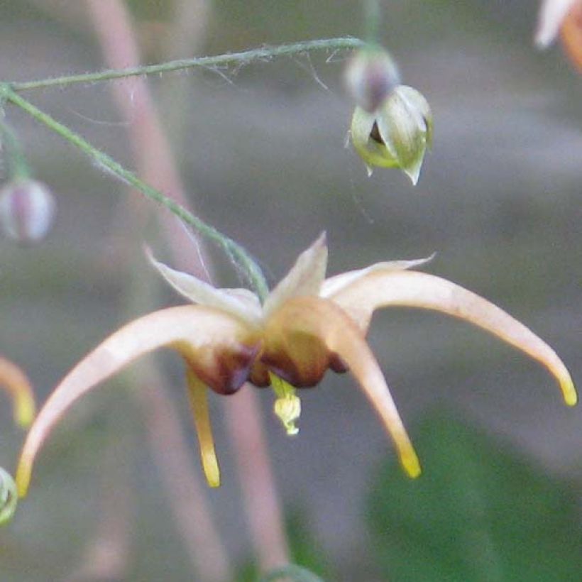 Epimedium wushanense Caramel (Fioritura)