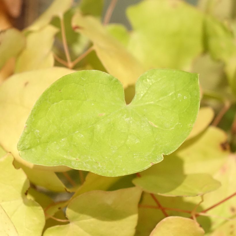 Epimedium youngianum Yenomoto (Fogliame)