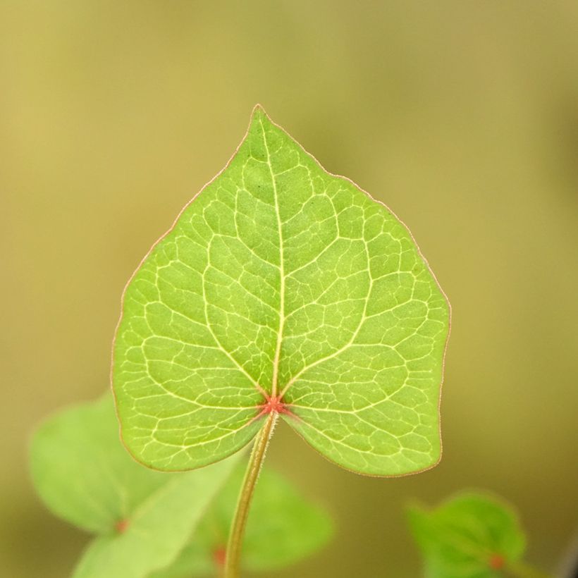 Fagopyrum dibotrys - Grano saraceno perenne (Fogliame)