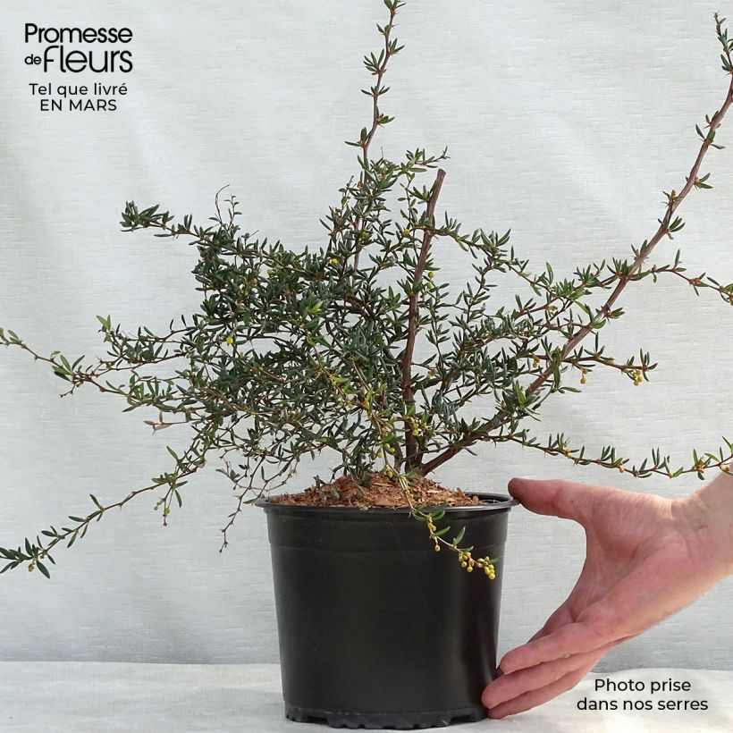 Épine-vinette à feuilles étroites - Berberis stenophylla en pot de 2L/3L esemplare consegnato in inverno