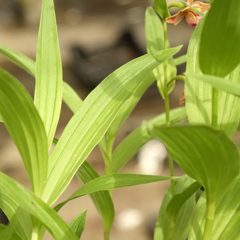 Epipactis thunbergii (x) gigantea (Fogliame)