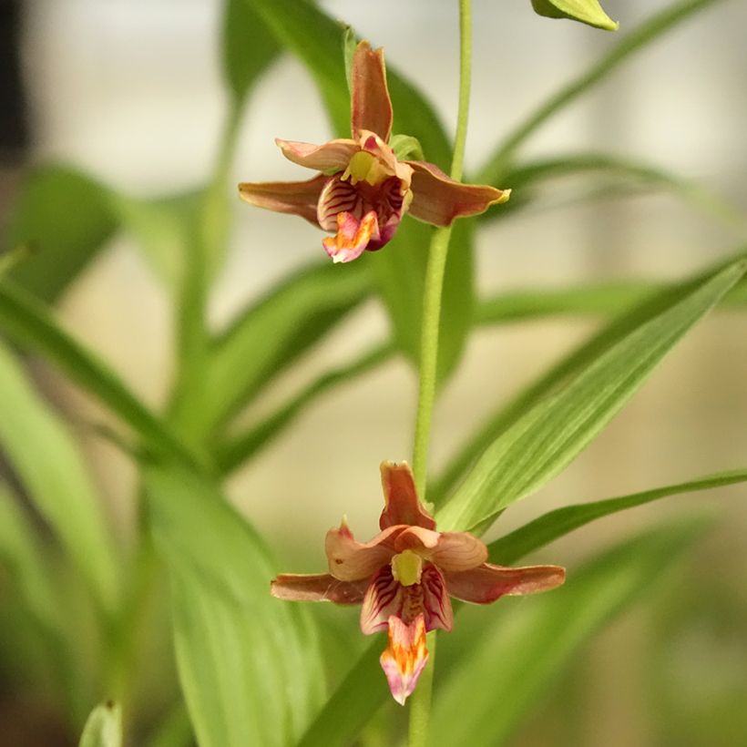 Epipactis thunbergii (x) gigantea (Fioritura)