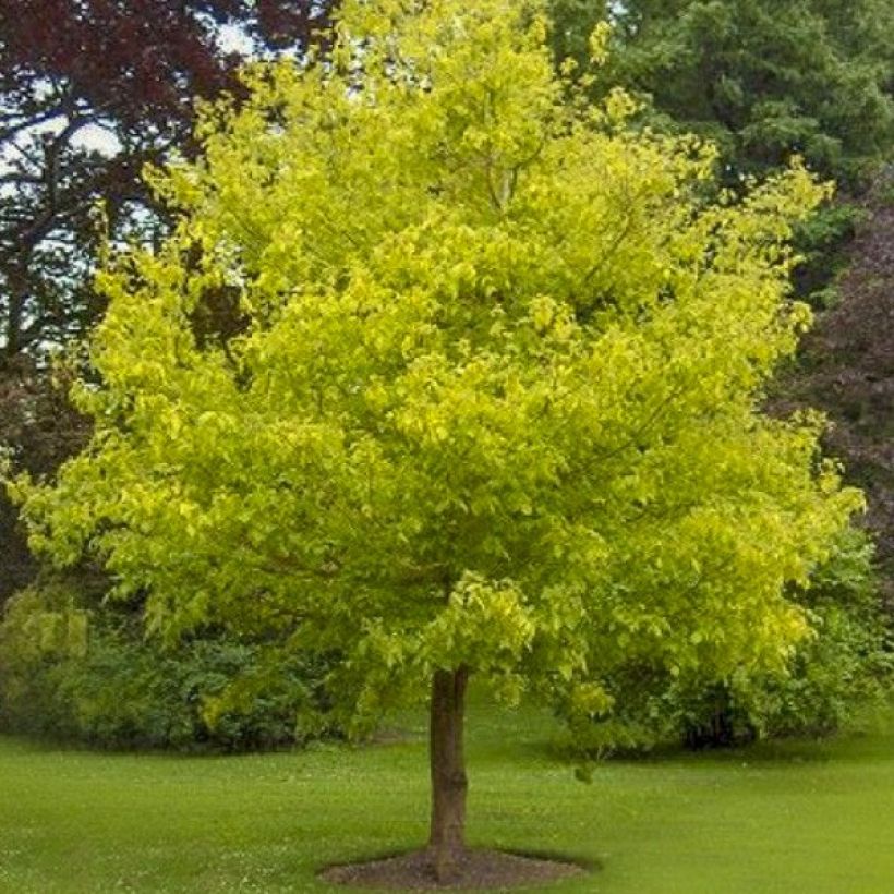 Acer negundo Kelly's Gold (Porto)