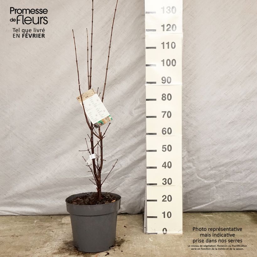 Érable cannelle - Acer griseum pot de 7.5L/10L esemplare consegnato in inverno