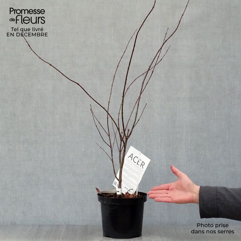 Érable du Japon - Acer palmatum Atropurpureum pot de 3L/4L esemplare consegnato in inverno