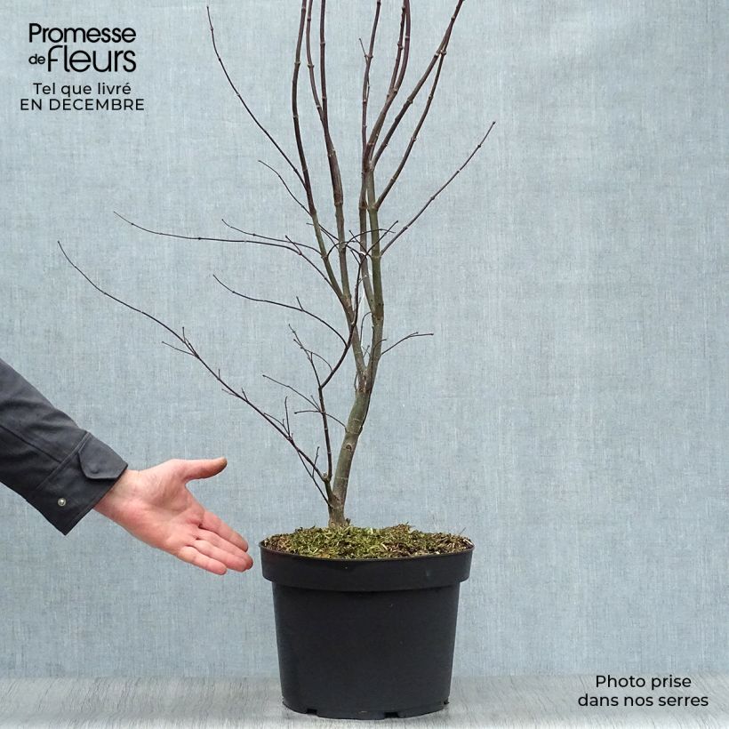 Érable du Japon - Acer palmatum Bloodgood pot de 7,5L/10L esemplare consegnato in inverno