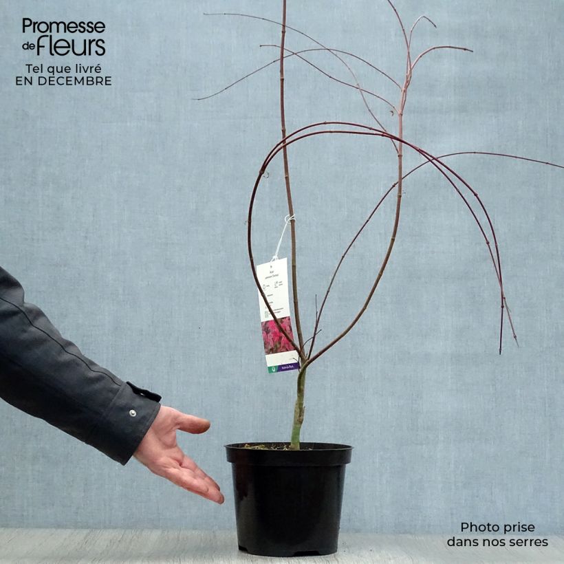 Érable du Japon - Acer palmatum Deshojo Pot de 4L/5L esemplare consegnato in inverno