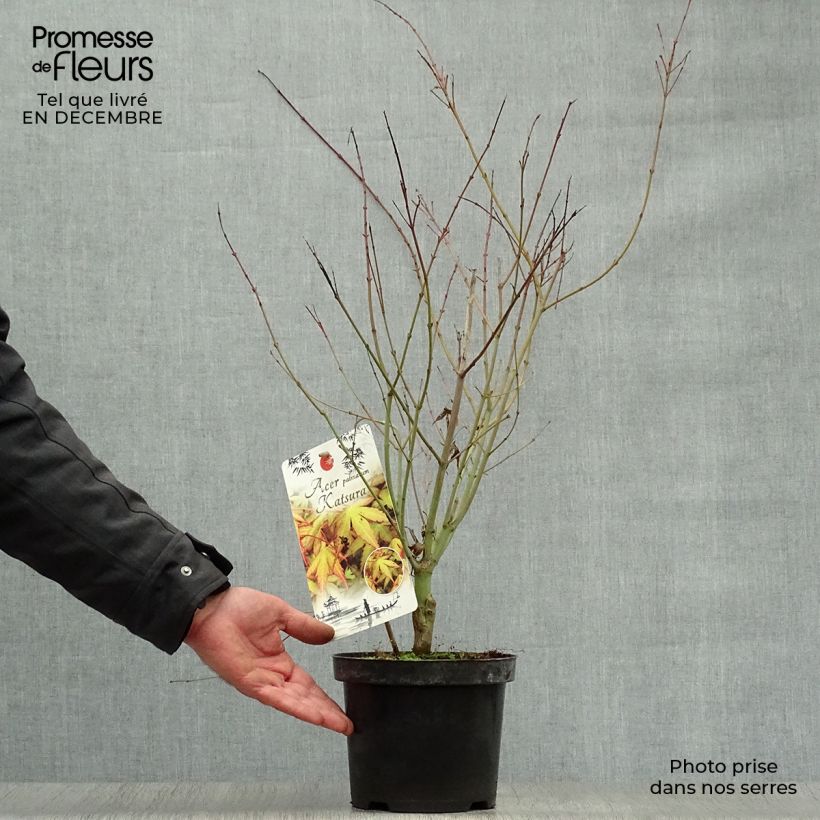 Érable du Japon - Acer palmatum Katsura en pot de 2/3L esemplare consegnato in inverno