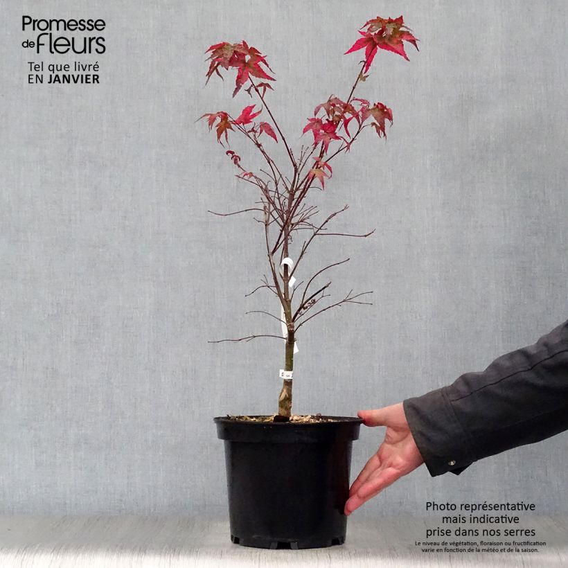 Érable du Japon - Acer palmatum Shindeshojo en pot de 9L esemplare consegnato in inverno