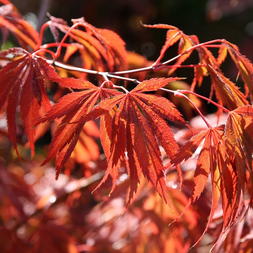 Acer palmatum Trompenburg - Acero giapponese (Fogliame)