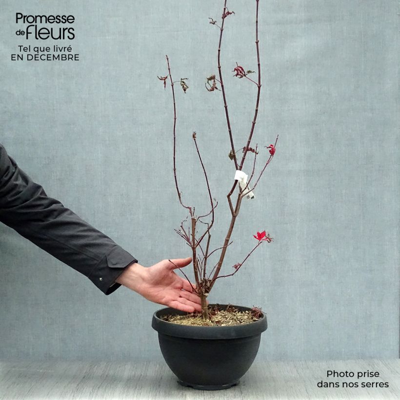 Érable du Japon - Acer palmatum Twomblys Red Sentinel Pot de 7,5L/10L esemplare consegnato in inverno