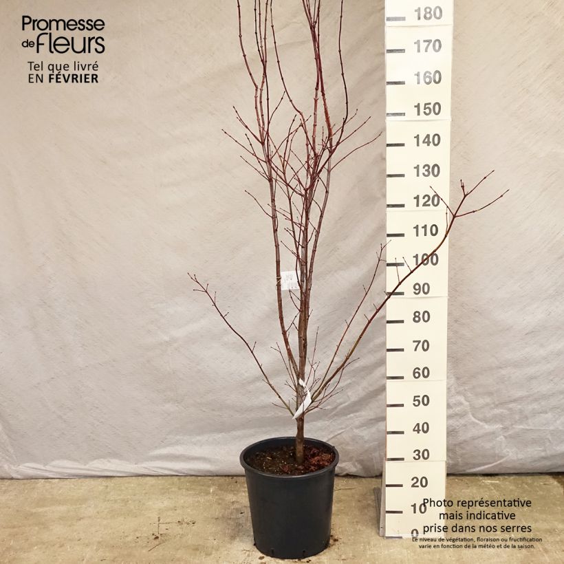 Érable du Japon - Acer palmatum Atropurpureum pot de 20L/25L 125/150cm esemplare consegnato in inverno