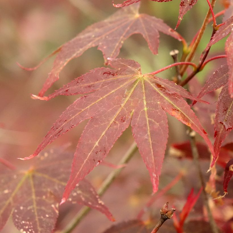 Acer palmatum Atropurpureum - Acero rosso giapponese (Fogliame)