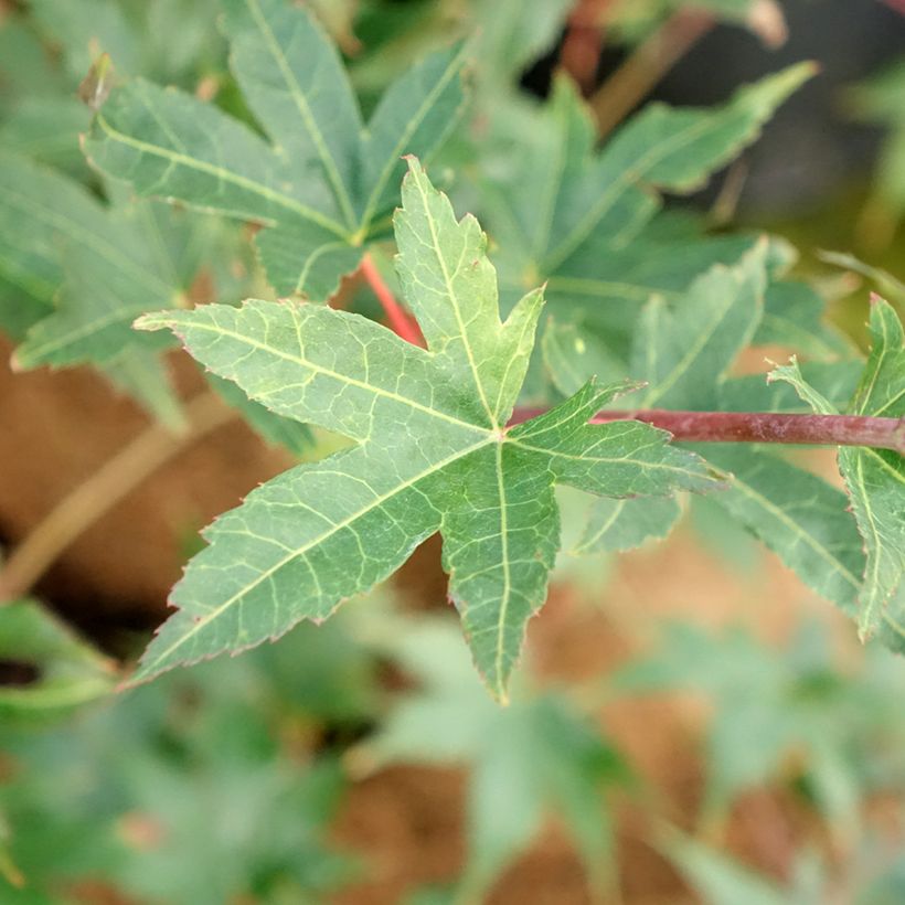 Acer palmatum Brown Sugar - Acero giapponese (Fogliame)