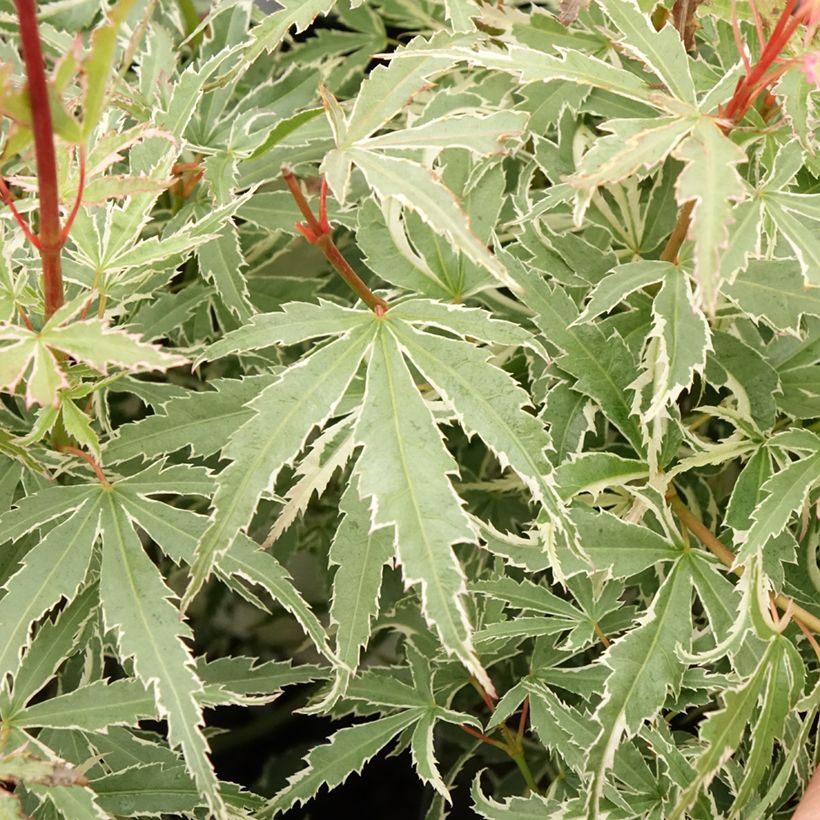 Acer palmatum Butterfly - Acero giapponese (Fogliame)