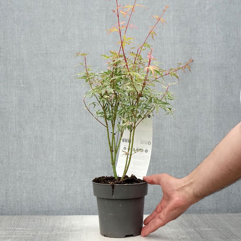 Esemplare di Érable du Japon - Acer palmatum Butterfly Pot de 1L/1.5L consegnato in estate