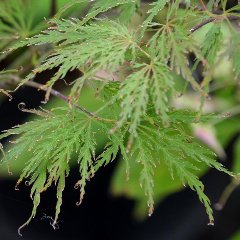 Acer palmatum Dissectum Garnet - Acero giapponese (Fogliame)