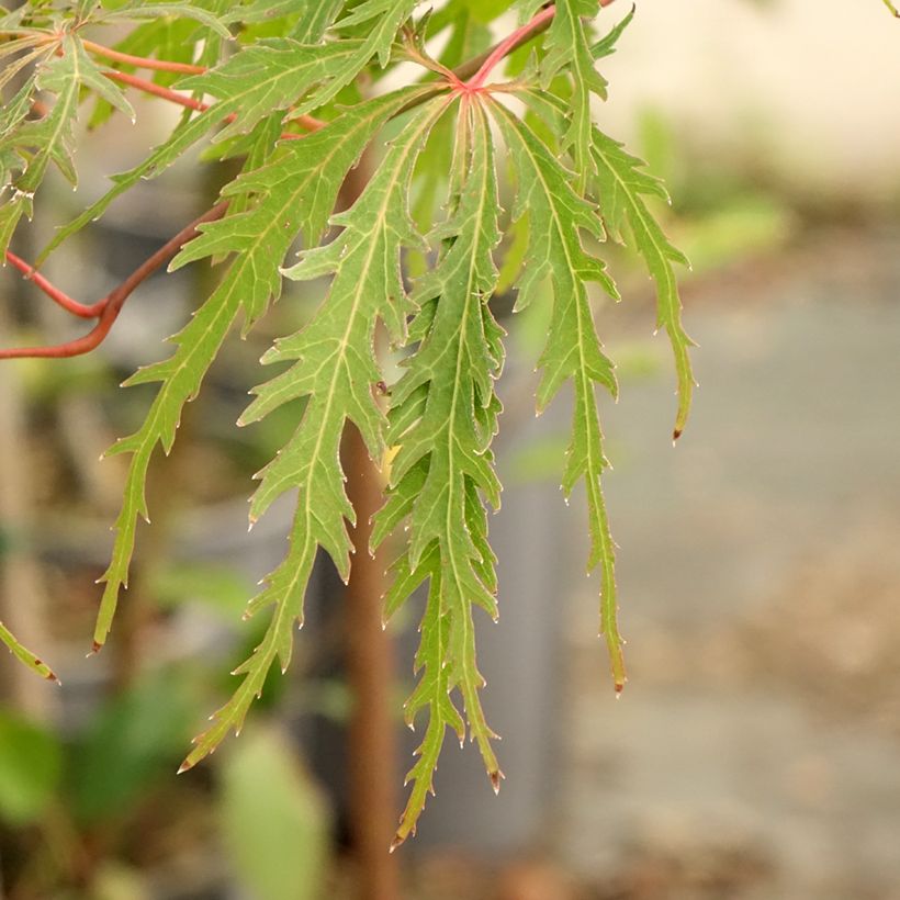 Acer palmatum Dissectum Viridis - Acero giapponese (Fogliame)