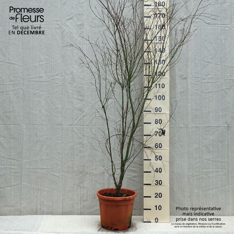 Erable du Japon - Acer palmatum Kagiri-nishiki (Roseomargina) - Pot de 12L/15L esemplare consegnato in inverno