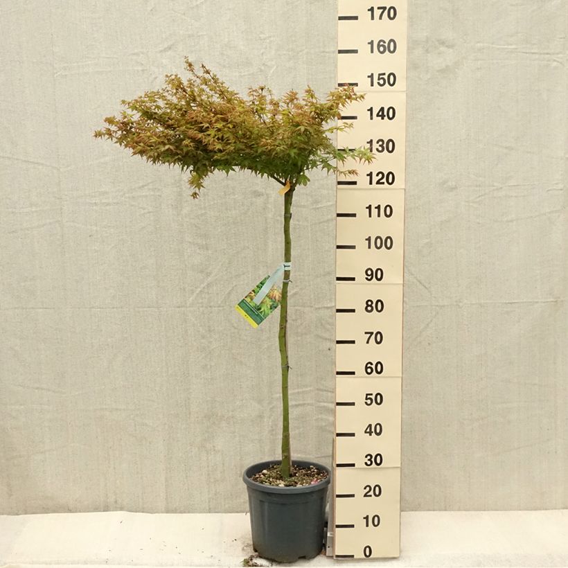 Érable du Japon - Acer palmatum Little Princess Demi-tige en pot de 15L Demi-tige esemplare consegnato in primavera