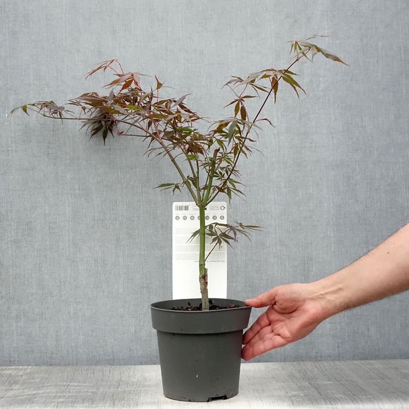 Esemplare di Erable du Japon - Acer palmatum Sumi-nagashi - Pot de 3L/4L consegnato in estate