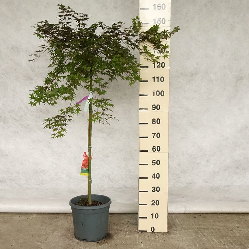 Érable du Japon Beni Maiko - Acer palmatum Pot de 12L/15L Demi tige esemplare consegnato in primavera