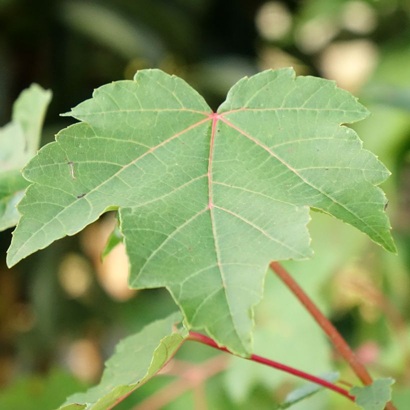 Acer rubrum - Acero Rosso (Fogliame)