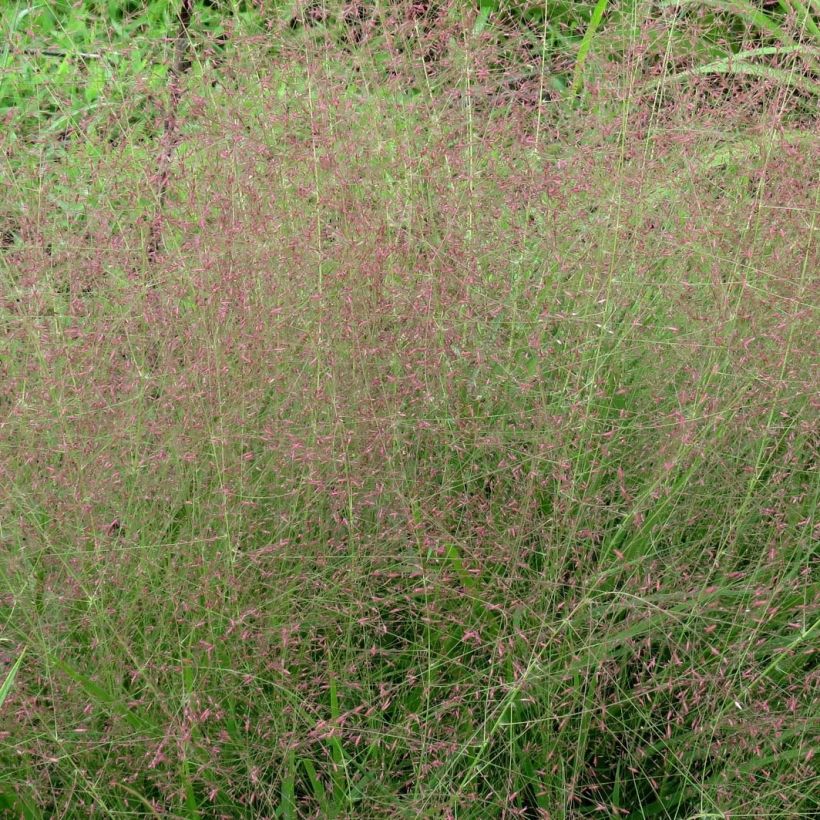 Eragrostis spectabilis (Fioritura)