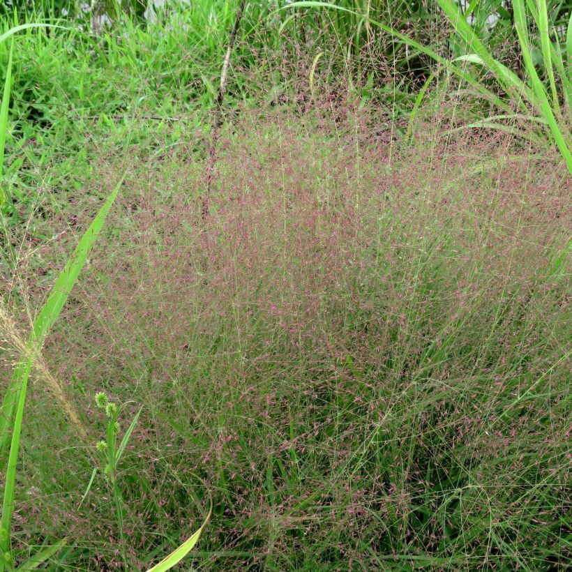 Eragrostis spectabilis (Porto)