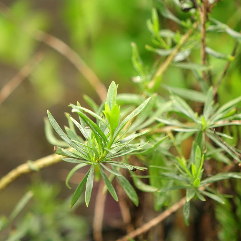 Eremophila maculata Aurea (Fogliame)