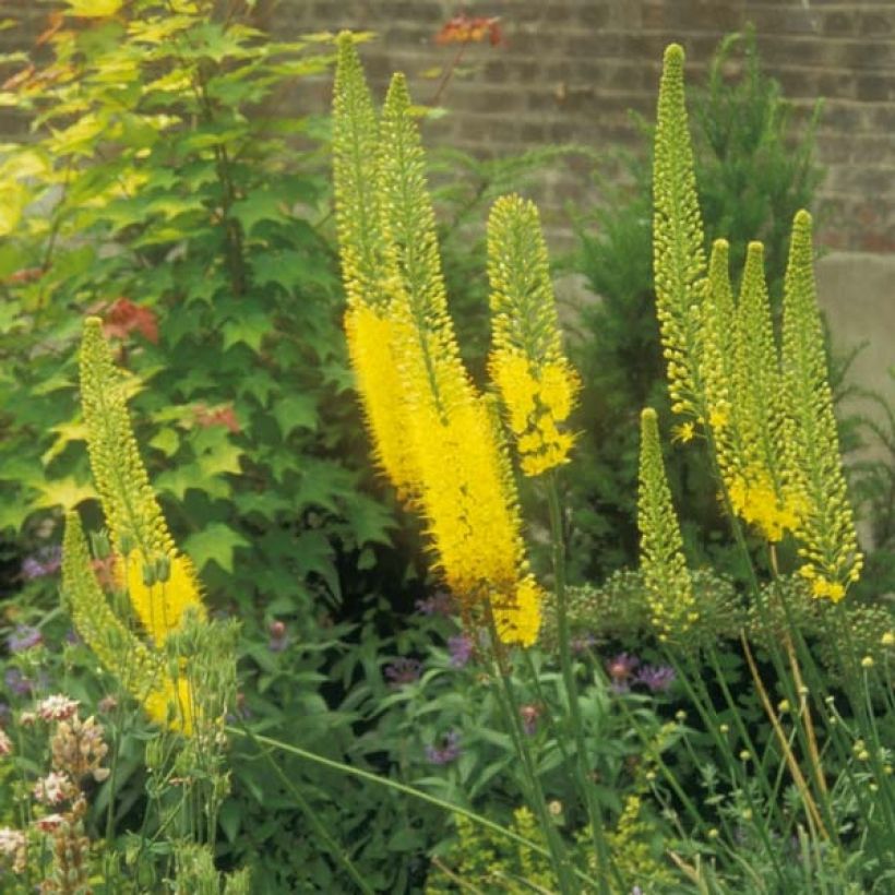 Eremurus bungei (Porto)