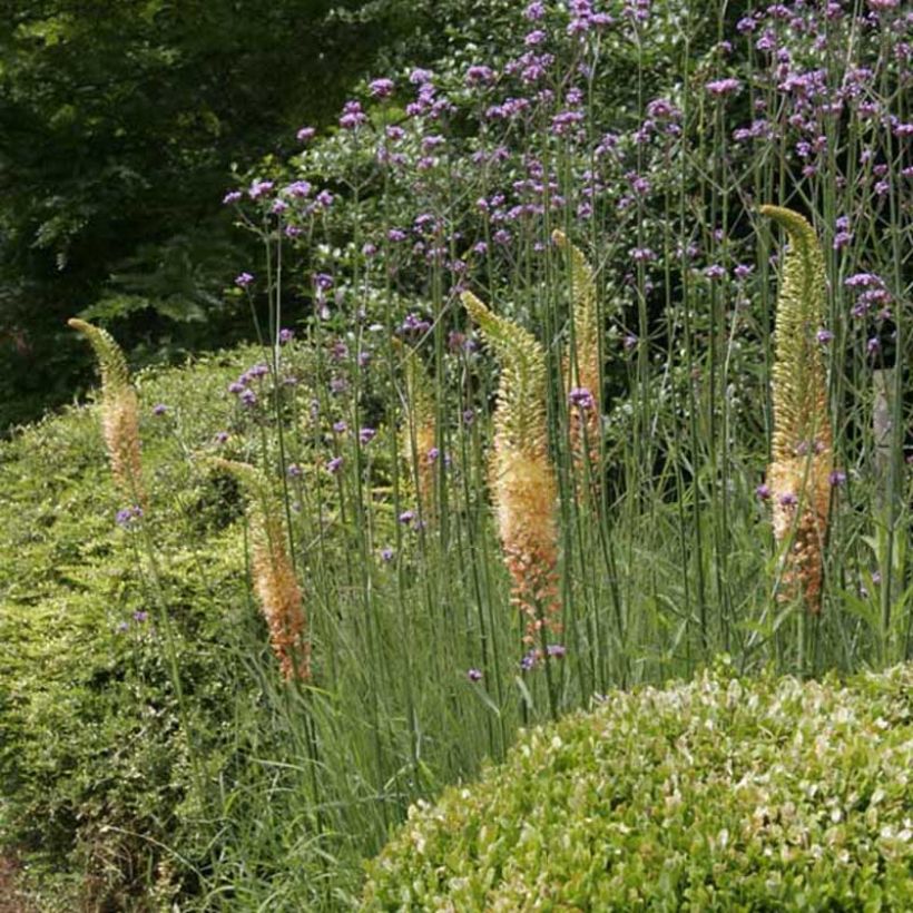 Eremurus Cléopatra (Porto)