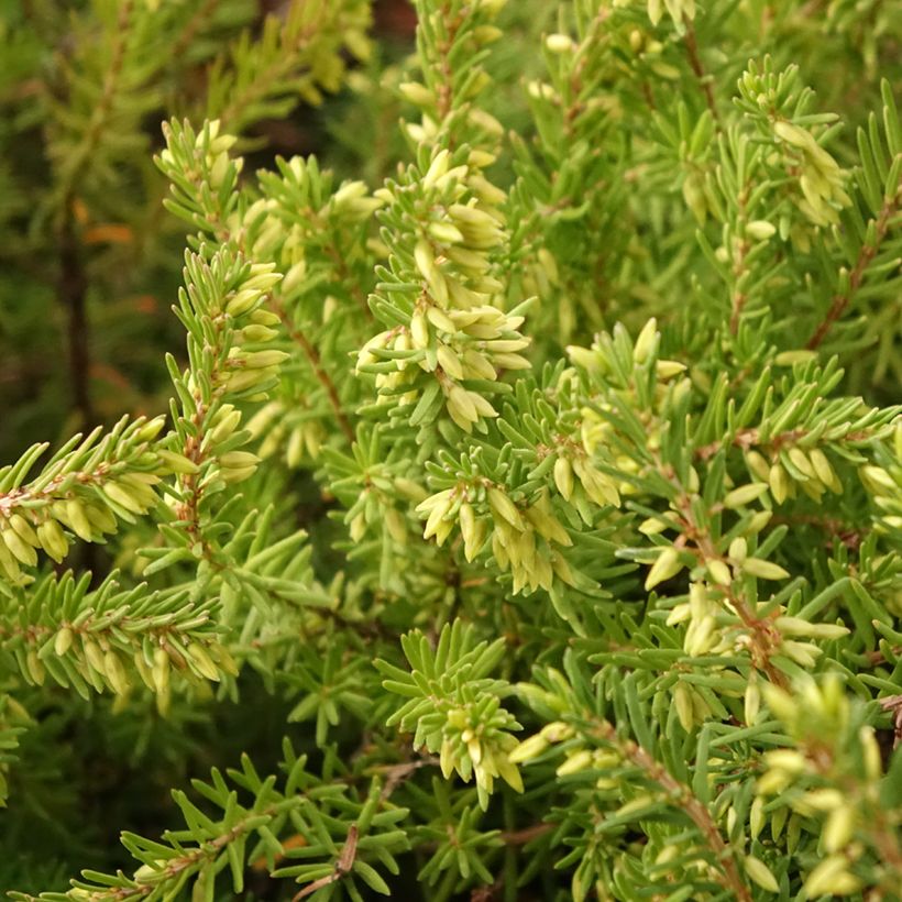 Erica darleyensis Darley Dale (Fogliame)