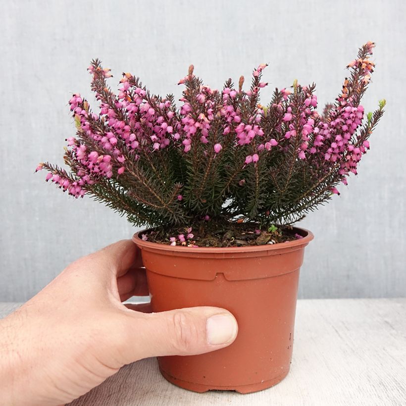 Erica darleyensis Lea - Bruyère d'hiver - Pot de 1L/1,5L esemplare consegnato in primavera